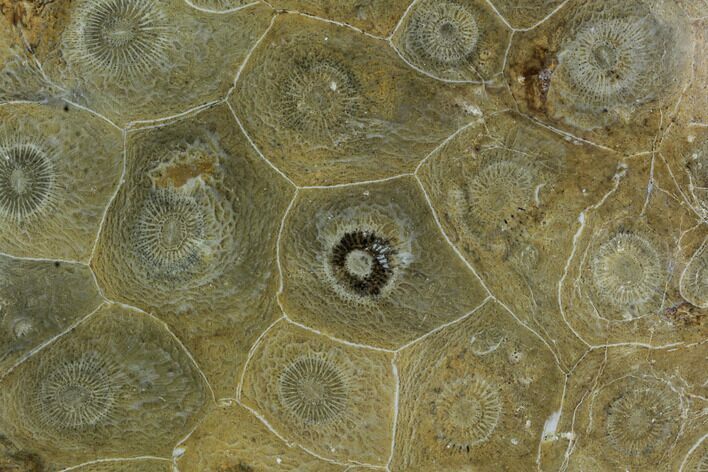 Polished Fossil Coral (Actinocyathus) - Morocco #90241